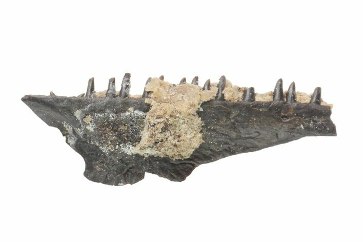 Permian Reptile (Captorhinus?) Jaw Section - Oklahoma #136398